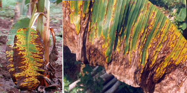 uploads/images/disease/yellow sigatoka of banana.jpg